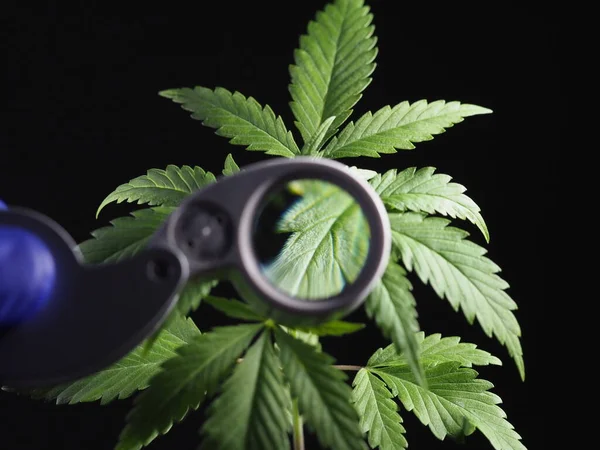 Cannabis Medicinal Joven Planta Resina Bajo Magnificación Cultivo Marihuana —  Fotos de Stock