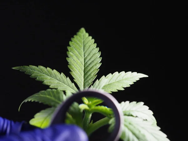 Cannabis Medicinal Joven Planta Resina Bajo Magnificación Cultivo Marihuana — Foto de Stock