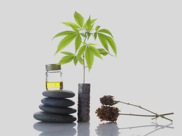 Conceito Spa Relaxante Maconha Medicinal Óleo Cannabis Cbd Crescimento Pilha — Fotografia de Stock