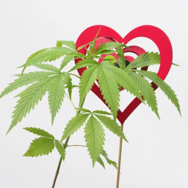 Esrar sever. Marihuana bitkisi. Kırmızı tahta kalp işareti.