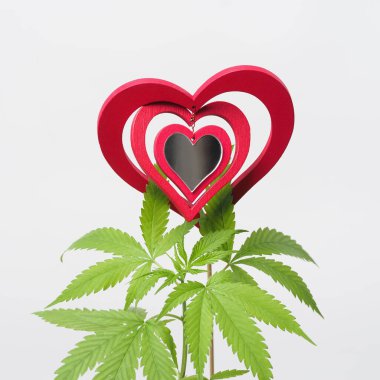 Esrar sever. Marihuana bitkisi. Kırmızı tahta kalp işareti.