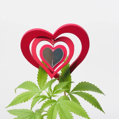 Esrar sever. Marihuana bitkisi. Kırmızı tahta kalp işareti.