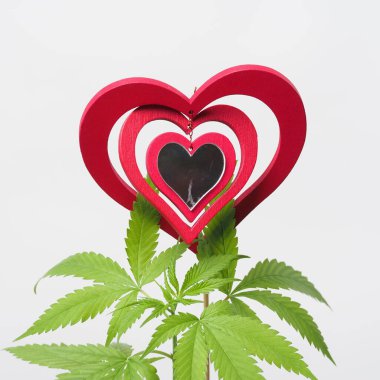 Esrar sever. Marihuana bitkisi. Kırmızı tahta kalp işareti.