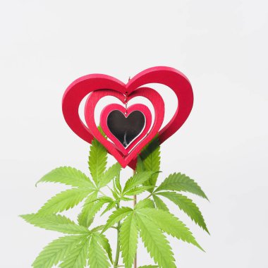 Esrar sever. Marihuana bitkisi. Kırmızı tahta kalp işareti.