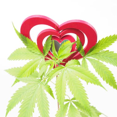 Esrar sever. Marihuana bitkisi. Kırmızı tahta kalp işareti.