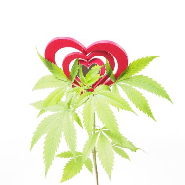 Esrar sever. Marihuana bitkisi. Kırmızı tahta kalp işareti.