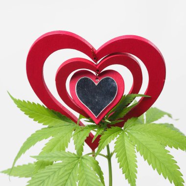 Esrar sever. Marihuana bitkisi. Kırmızı tahta kalp işareti.