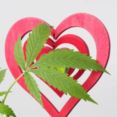 Esrar sever. Marihuana bitkisi. Kırmızı tahta kalp işareti.