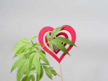 Esrar sever. Marihuana bitkisi. Kırmızı tahta kalp işareti.