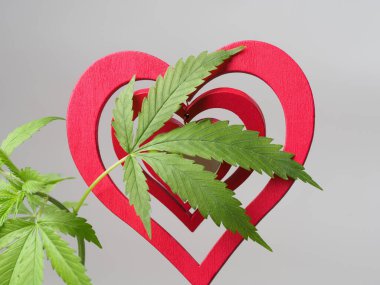 Esrar sever. Marihuana bitkisi. Kırmızı tahta kalp işareti.