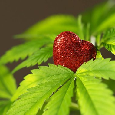 Esrar yetiştiren kenevir kırmızısı kalp işareti. Esrar aşkı