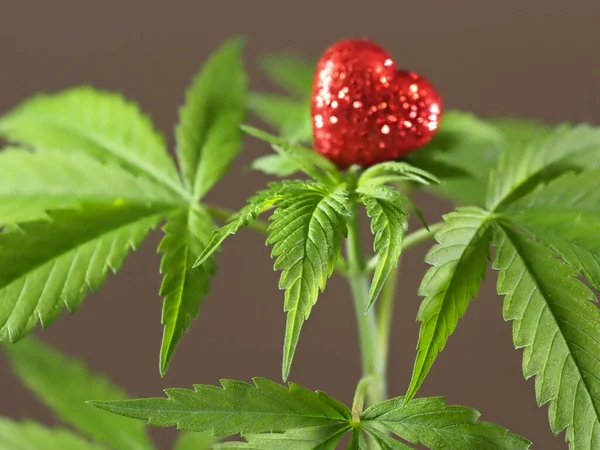 Planta Cultivo Maconha Cânhamo Sinal Coração Vermelho Cannabis Amor — Fotografia de Stock