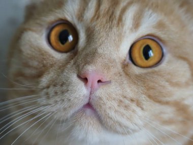 İskoç kızıl kedisi evde.