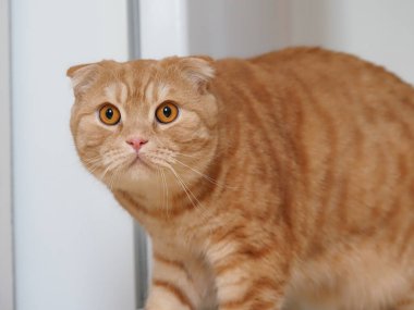 İskoç kızıl kedisi evde.