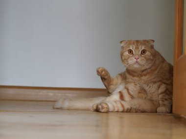 İskoç kızıl kedisi evde.