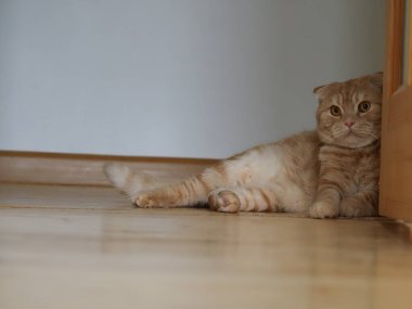 İskoç kızıl kedisi evde.