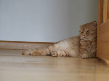 İskoç kızıl kedisi evde.