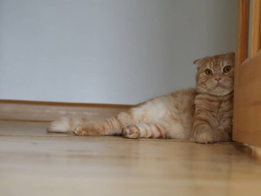 İskoç kızıl kedisi evde.