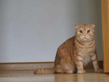 İskoç kızıl kedisi evde.