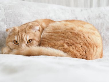 İskoç kızıl kedisi evde.