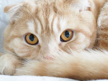 İskoç kızıl kedisi evde.