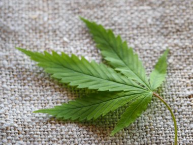 İş keneviri konsepti. Kenevir kumaş ve dolar. marijuana yaprağı