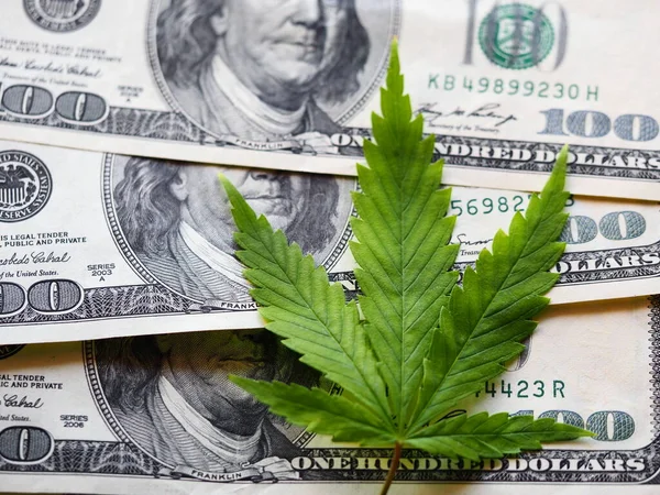 business hemp concept. cannabis cloth and dollars. marijuana leaf