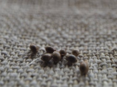 Kenevir yaprağı ve sıcak kenevir giysileri. Kaba kumaş çorapların