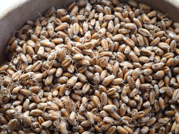 Зародки Сушеної Пшениці Подрібнення Борошна — стокове фото