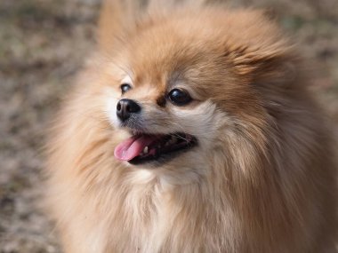 Köpek Pomeranian Spitz parkta yürüyor.