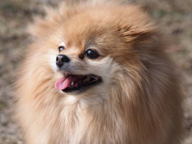 Köpek Pomeranian Spitz parkta yürüyor.