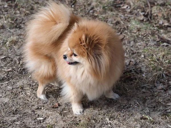 Cão Pomeranian Spitz Andando Parque — Fotografia de Stock