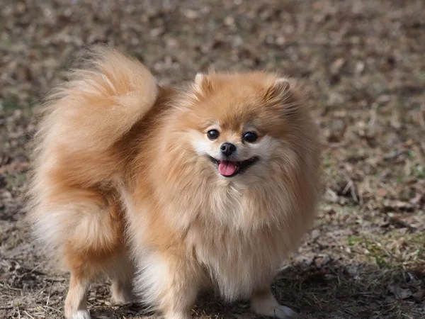 Cane Pomerania Spitz Piedi Nel Parco — Foto Stock