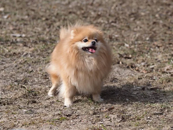 Cane Pomerania Spitz Piedi Nel Parco — Foto Stock