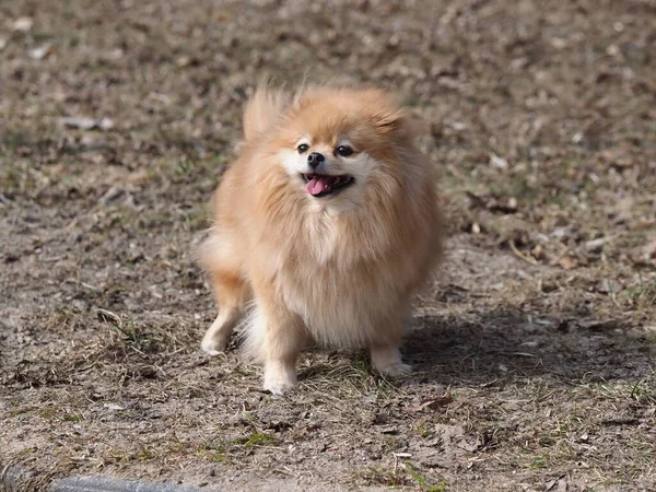 Dog Pomeranian Spitz Walking Park — Stock Photo, Image