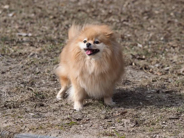 Cane Pomerania Spitz Piedi Nel Parco — Foto Stock