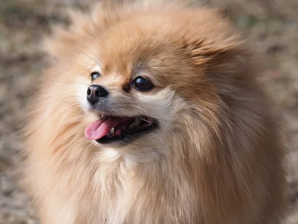 Hond Pomeranian Spitz Wandelen Het Park — Stockfoto