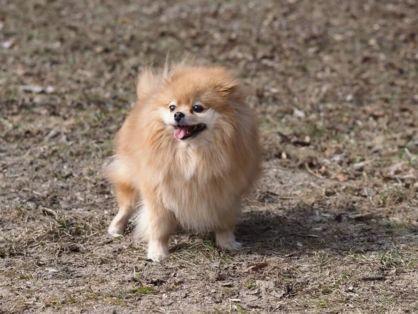 Cão Pomeranian Spitz Andando Parque — Fotografia de Stock