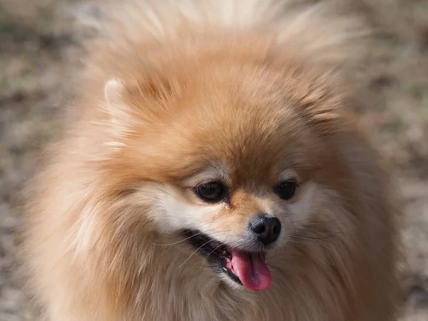 Hund Pommerska Spitz Promenader Parken — Stockfoto