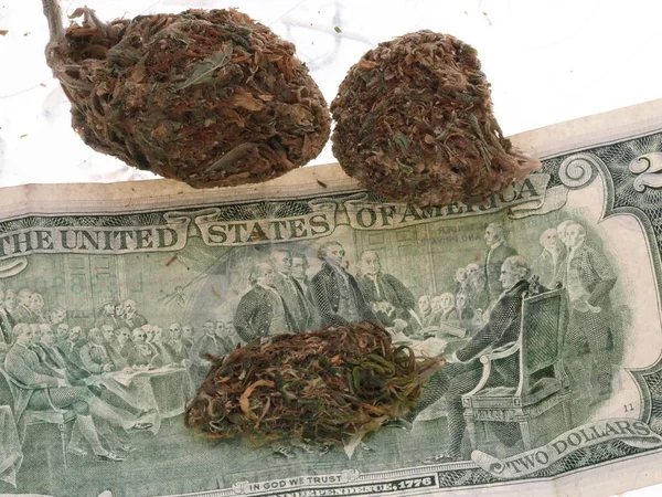 Dollars Américains Cannabis Médical Concept Commercial Marijuana — Photo