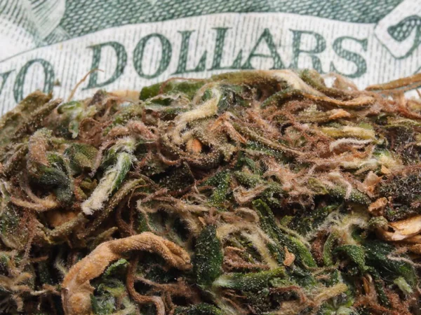 Dollars Américains Cannabis Médical Concept Commercial Marijuana — Photo