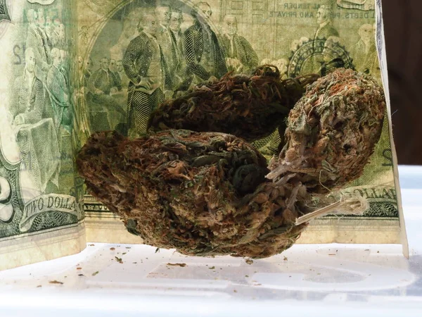 Dólares Americanos Cannabis Conceito Negócio Maconha Medicinal — Fotografia de Stock