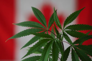 Kanada bayrağının arka planında esrar bitkisi