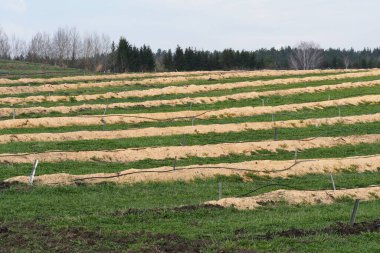 Baharda büyük yaban mersini tarlaları, sıra sıra bitkiler talaş tozuyla kaplıdır.