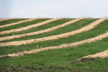 Baharda büyük yaban mersini tarlaları, sıra sıra bitkiler talaş tozuyla kaplıdır.