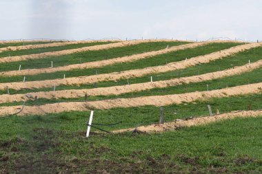 Baharda büyük yaban mersini tarlaları, sıra sıra bitkiler talaş tozuyla kaplıdır.
