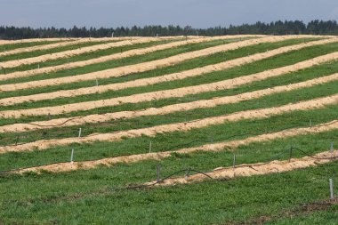 Baharda büyük yaban mersini tarlaları, sıra sıra bitkiler talaş tozuyla kaplıdır.