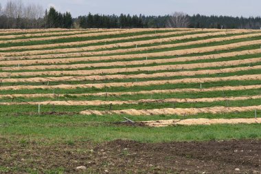 Baharda büyük yaban mersini tarlaları, sıra sıra bitkiler talaş tozuyla kaplıdır.