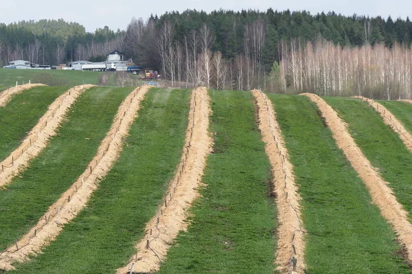 블루베리 농장에서는 톱밥으로 식물들이 줄지어 — 스톡 사진