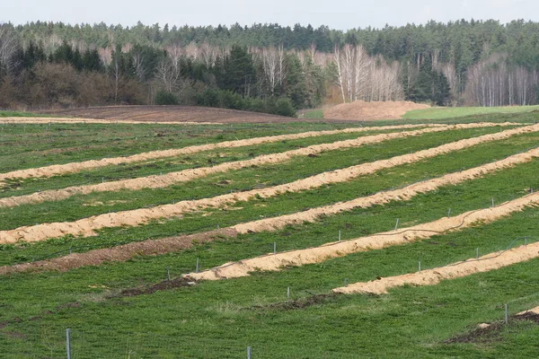블루베리 농장에서는 톱밥으로 식물들이 줄지어 — 스톡 사진